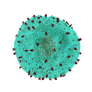 CELULA-T
